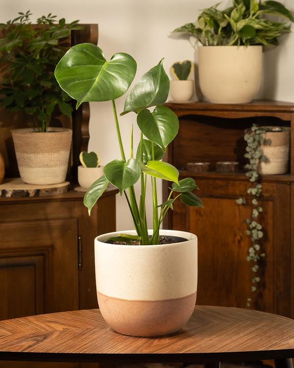 Image du produit feey Monstera (40 cm, Fraîchement rempotés)