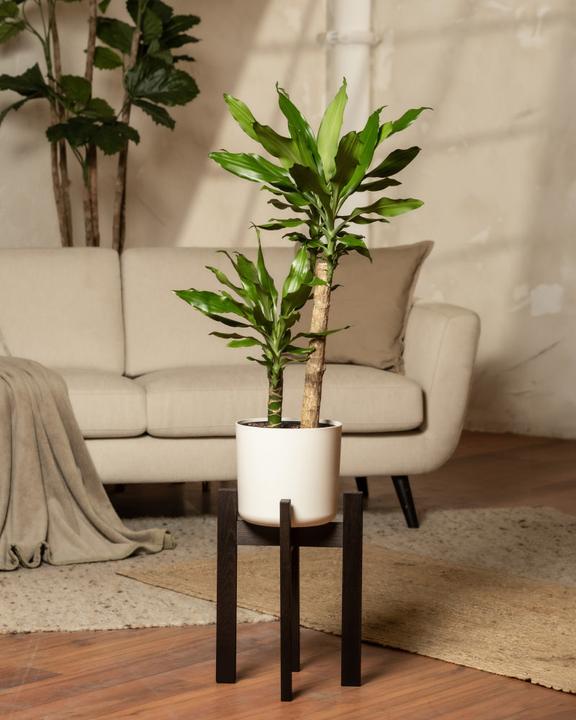 Image du produit feey Stelion