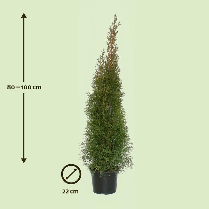 Produktbild Zulauf Thuja / Thuja occ. 'Smaragd' (100 cm)