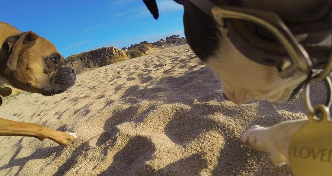 Immagine prodotto GoPro Imbracatura per cani Fetch (Universale, Eroe 7, Azione Osmo)