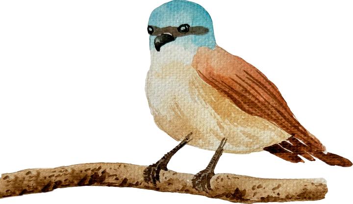 Image du produit Topp Watercolor - La merveilleuse boîte créative. Avec livre d'instructions et matériel