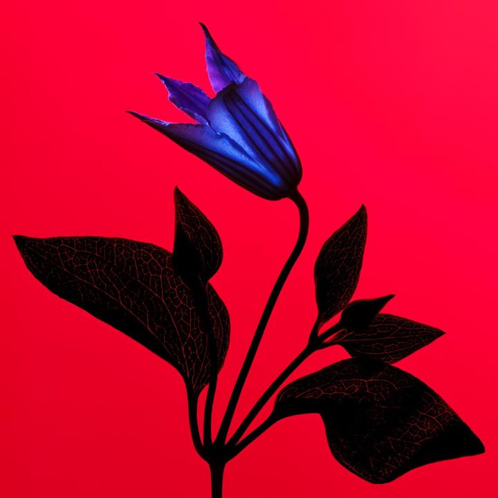 Image du produit Manasi 7 (M)ANASI 7 - Natural brightening eye shadow (Eye Glow Colour) 5 g - Shade: Jardin (Jardin)