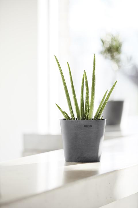 Actual product image Ecopots Amsterdam Mini (17 cm)