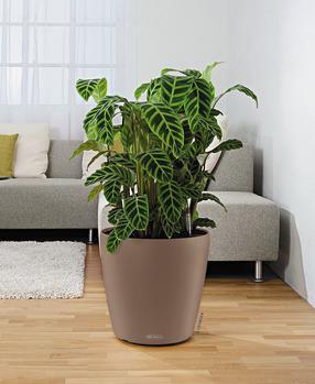 Actual product image Lechuza Classico Color