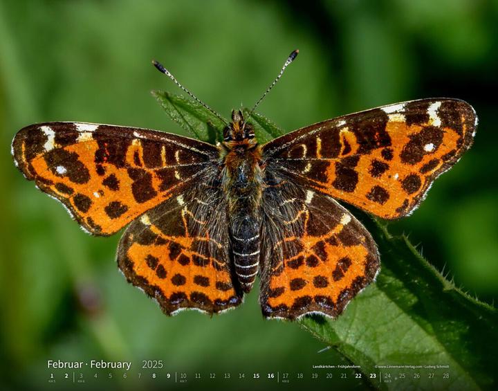 Actual product image Butterflies 2025 large format calendar (Hardcover, German)