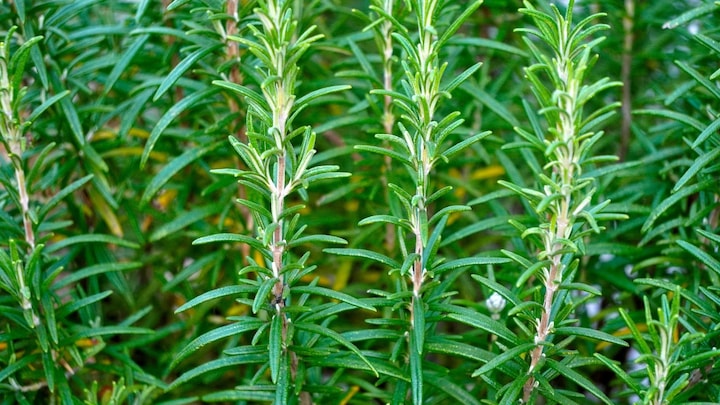 Produktbild Zollinger Bio Rosmarin