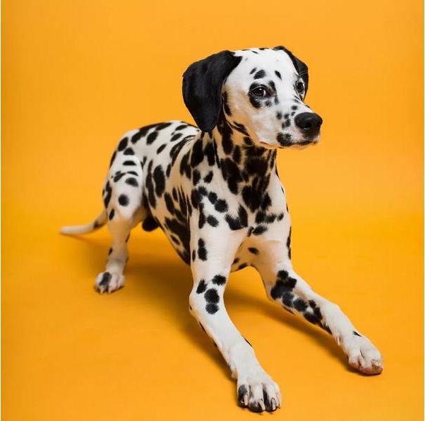 Produktbild Savage Hintergrund Papier 2.72 x 11m Marmalade (272 cm)