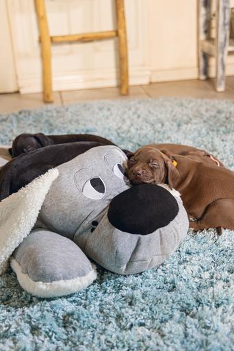 Productafbeelding Beeztees Boomby (Puppy speelgoed)