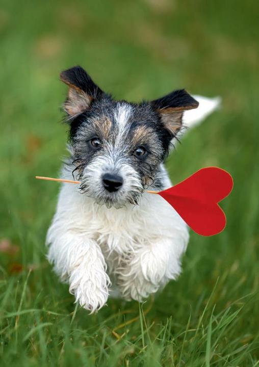 Produktbild Postkartenblock Lustige Tiere