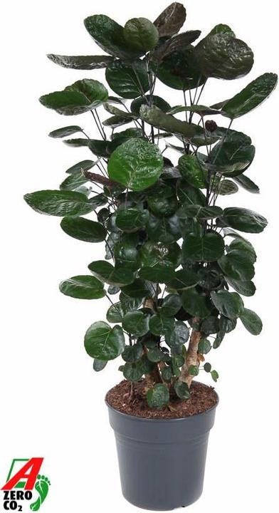 Actual product image Fresca-Plant Polyscias Fabian (27 cm)