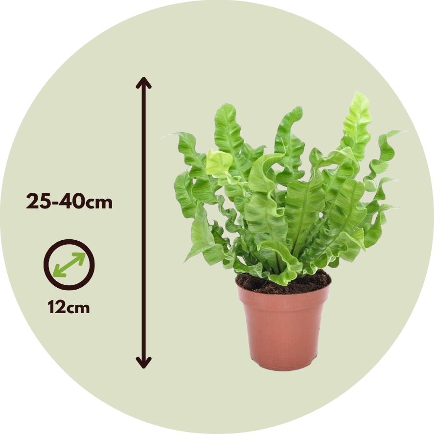 Thumbnail - Plant in a Box, Pflanzen, Asplenium nidus 'Crispy Wave' - 2er Set Gekräuselte Vogelnestfarn (25 cm)