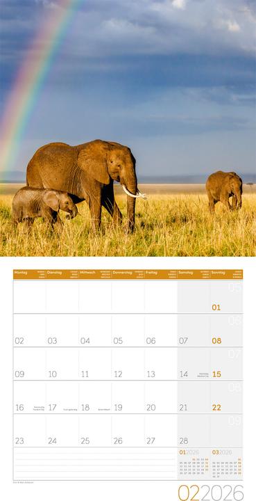 Image du produit Elefanten Kalender 2026 - 30x30 (30 x 30 cm, Couverture rigide, Français, Anglais, Allemand)