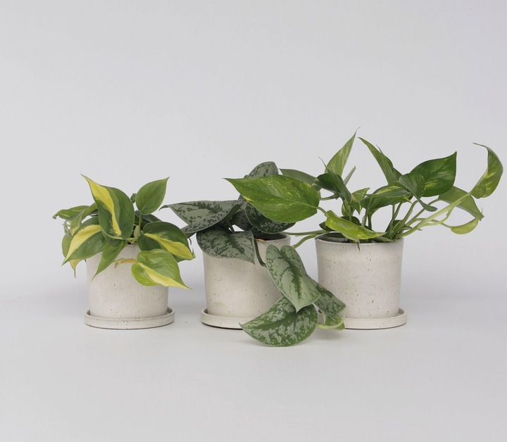 Produktbild Plant in a Box Philodendron Scandens Brasil, Epipremnum Trebi, Epipremnum Aureum - 3er-Set Efeutute (25 cm)