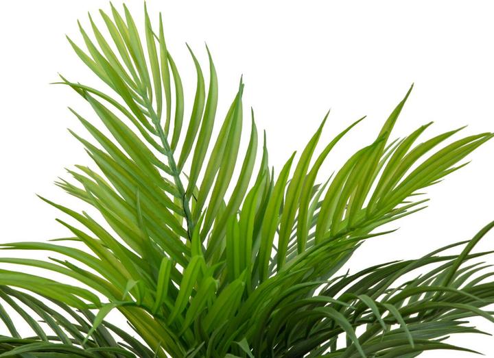 Image du produit Europalms Palmier à fruits d'or (46 cm)