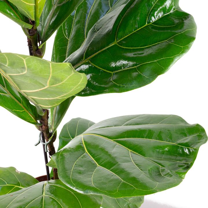 Produktbild Flowerbox Geigenfeige - Ficus Lyrata (65 cm)