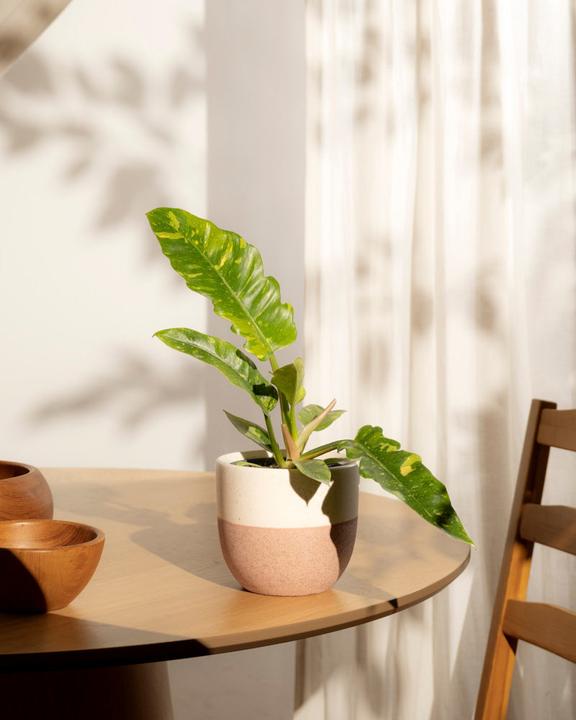 Produktbild feey Schweizer Philodendron 'Ring of Fire' • (35 cm)