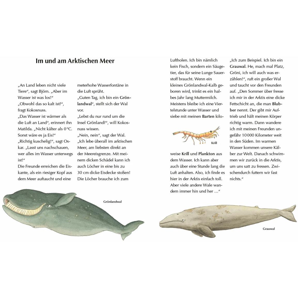 Thumbnail - Alles klar! Der kleine Drache Kokosnuss erforscht das ewige, Kinderbücher von Ingo Siegner