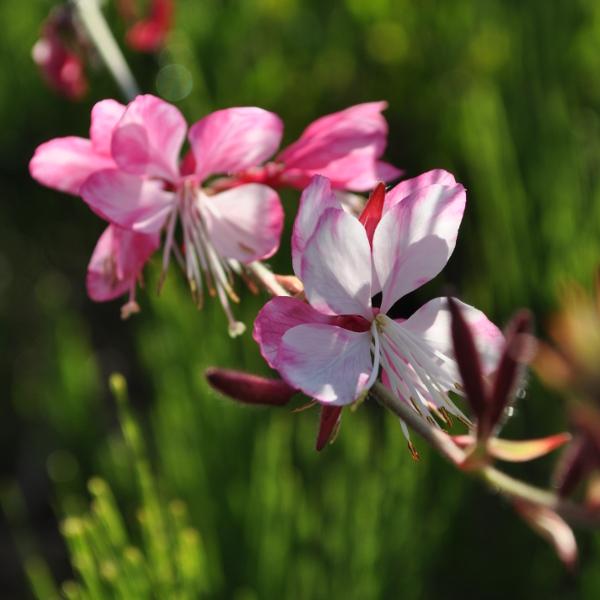 Actual product image Säntispracht The Magnificent Candle, a summer perennial - Gaura lindheimeri 'Rosyjane' (50 cm)
