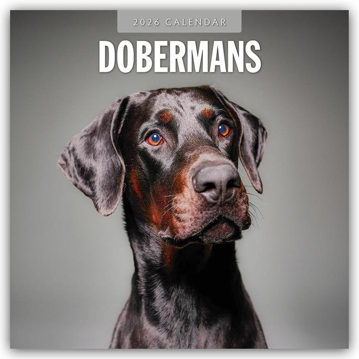Produktbild Dobermans 2026 Square Wall Calendar (30.5 x 30.5 cm)
