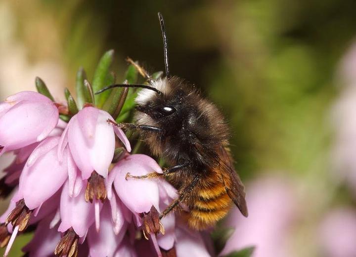 Immagine prodotto Wildbiene BeeHome Observer (Ape)