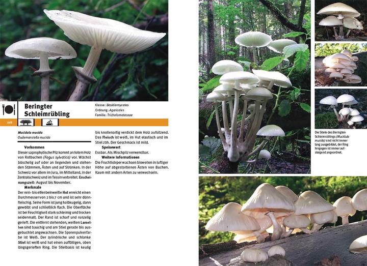 Immagine prodotto Pilzführer Schweiz (Tedesco, Markus Flück, 2025)