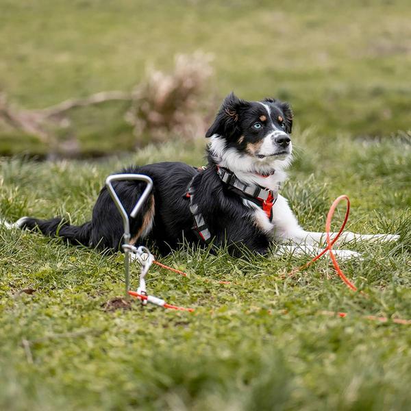 Actual product image Nobby Mooring peg, 40 cm (Dog tent)