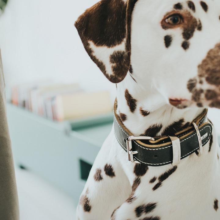 Produktbild Hunter Halsband Aalborg Special (40, 41, 42, 43, 44, 45, 46, 47, 48, Hund, Hundesport)