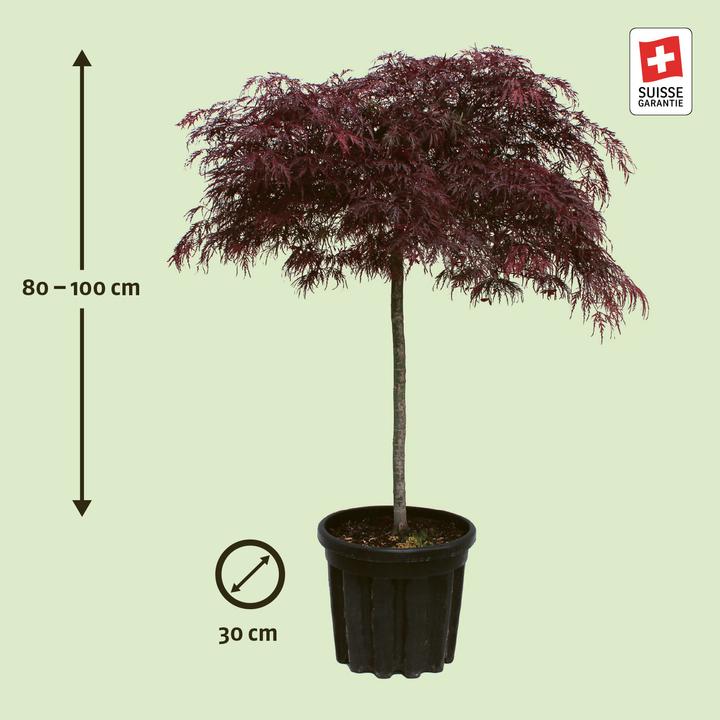 Produktbild Zulauf Japanischer Fächer-Ahorn / Acer palmatum 'Garnet' (130 cm)