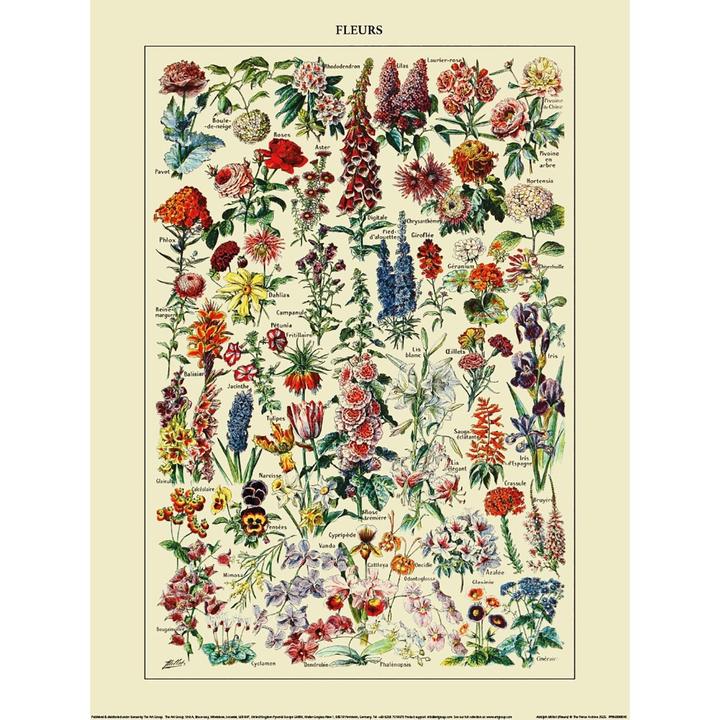Image du produit Adolphe Millot - Imprimé FLEURS (30 x 40 cm)