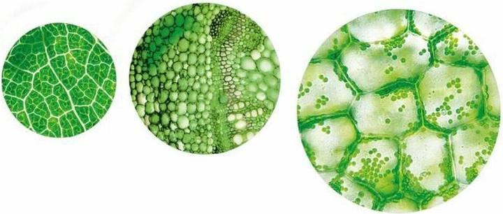 Produktbild Clementoni Super Microscope Fr