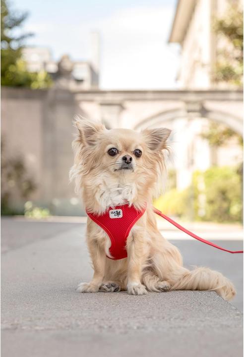 Actual product image Curli Air-Mesh Hundegeschirr Basic (L, Dog)