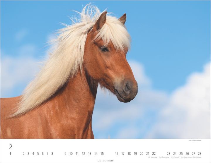 Produktbild Islandpferde Kalender 2026 (44 x 34 cm)