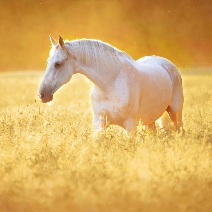 Produktbild Pferde/Horses 2026 (30 x 30 cm)