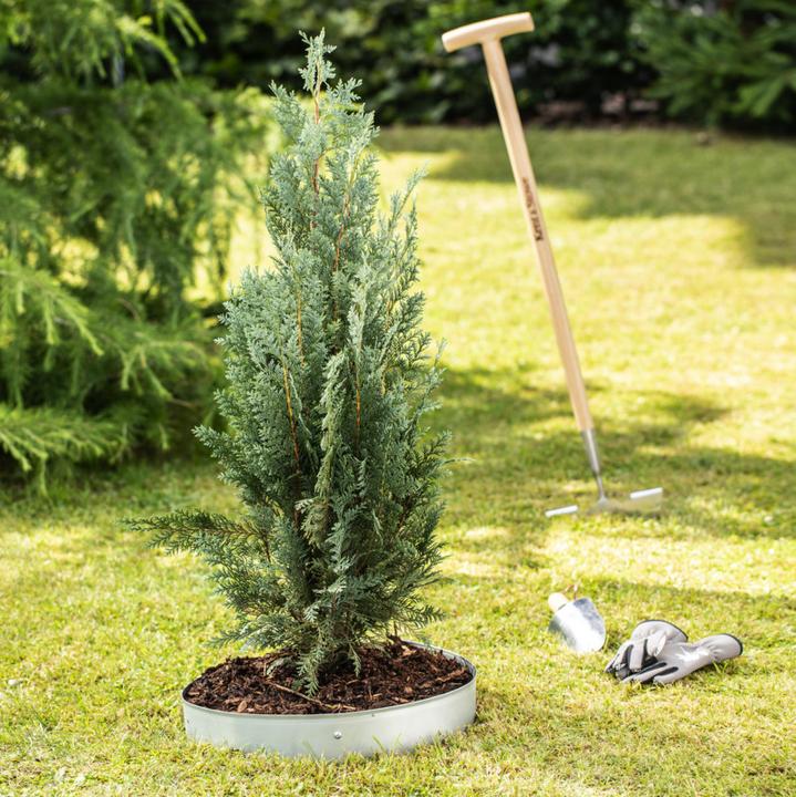 Actual product image Windhager Lawn edge ring/tree ring