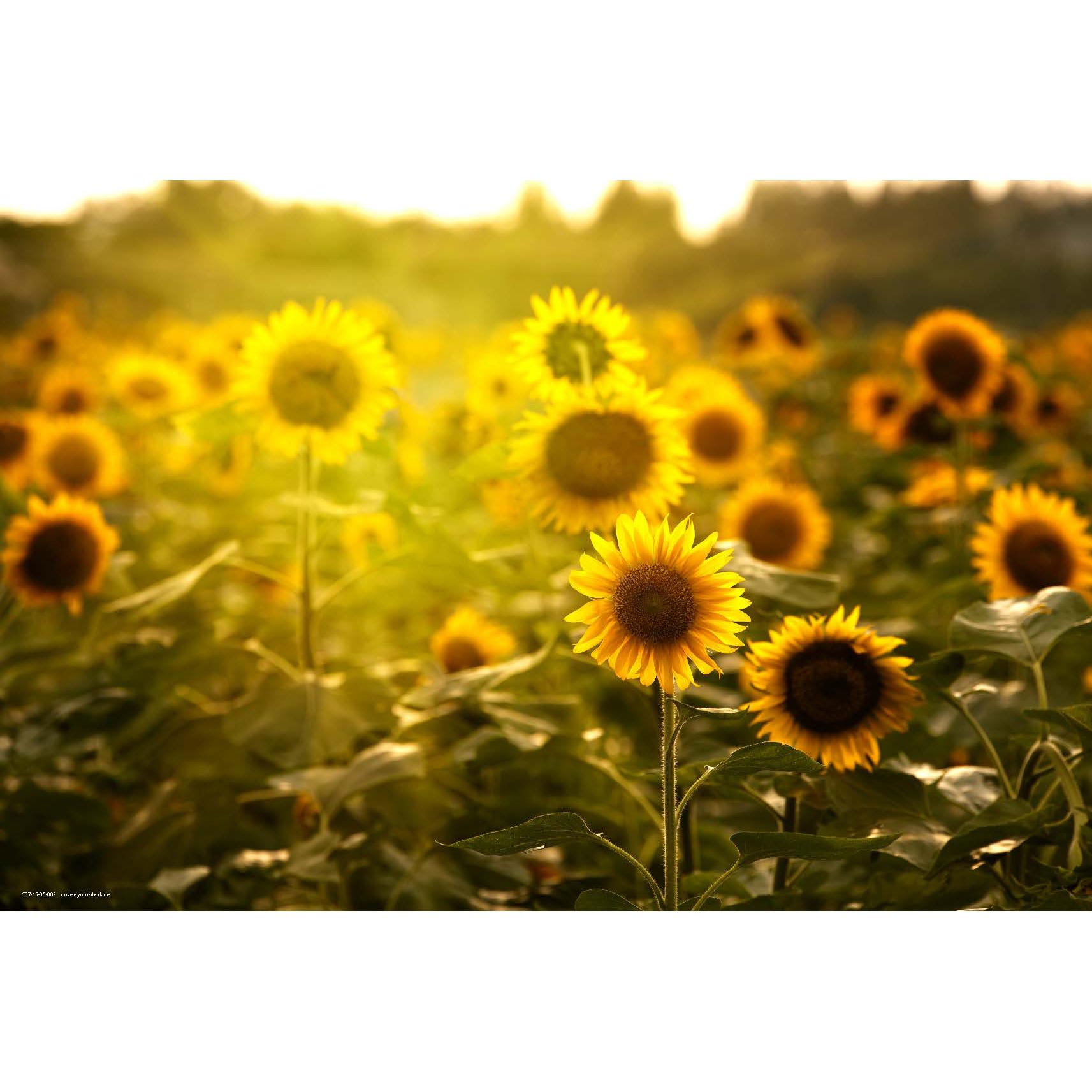 CoverYourDesk, Unterlage, Schreibtischunterlage Sonnenblumenfeld