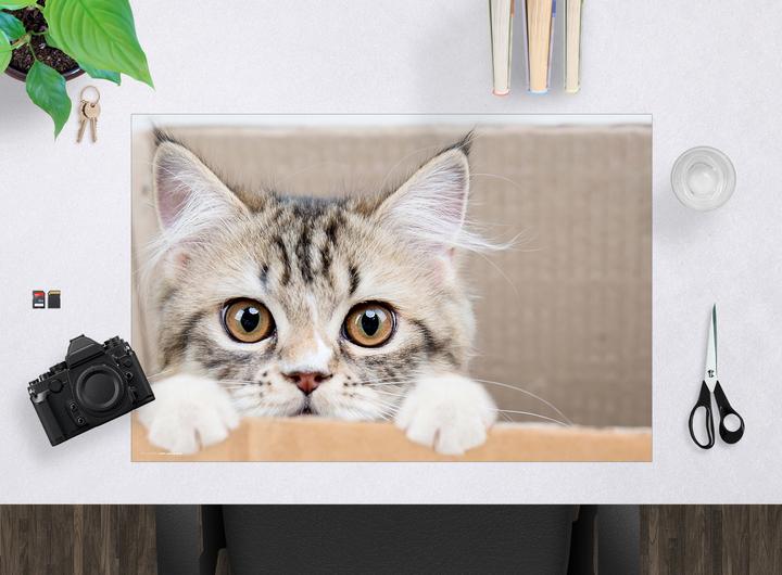 Actual product image CoverYourDesk Maine Coon kittens