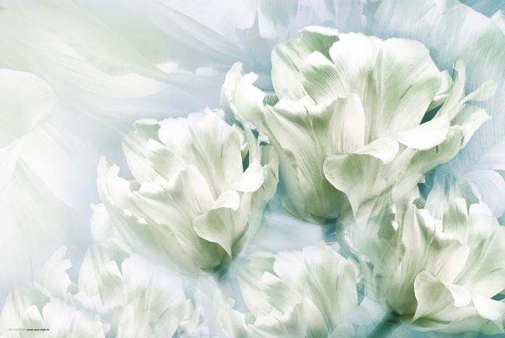 Actual product image CoverYourDesk Romantic White Tulips