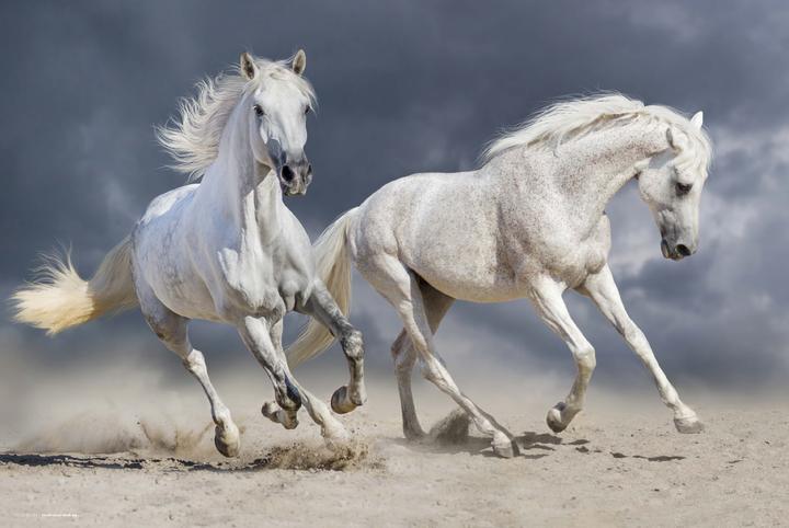 Actual product image CoverYourDesk Galloping horses - white horses