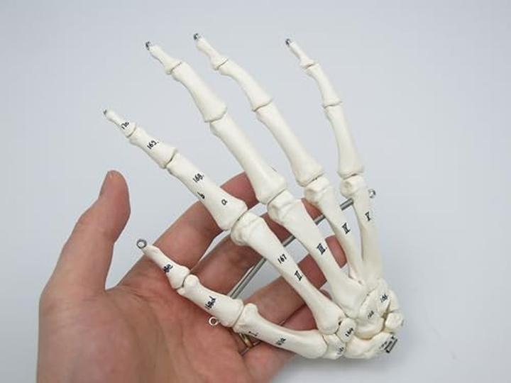 Image du produit 3B Scientific Squelette humain avec représentation musculaire, non monté et logiciel d'anatomie inclus