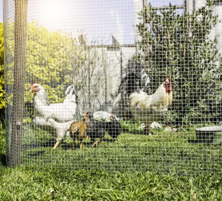 Produktbild Windhager Drahtgitter verzinkt