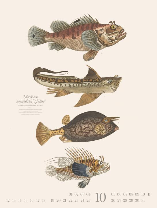 Produktbild Fische Kalender 2026