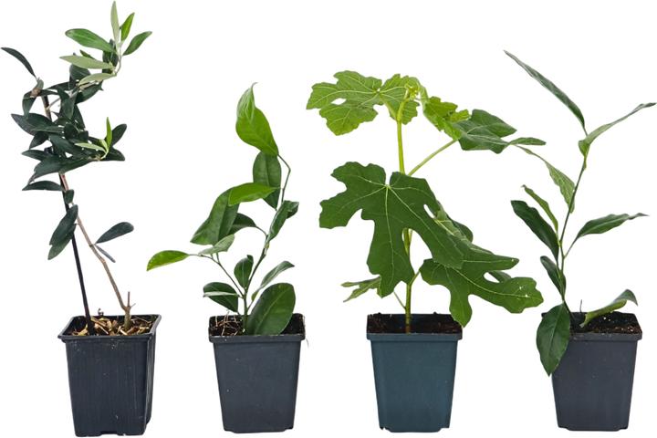 Plant in a Box Citrus calamondin, citrus limon, ficus carica, olea - 4er  Set Mediterranen Obstbumen - Galaxus