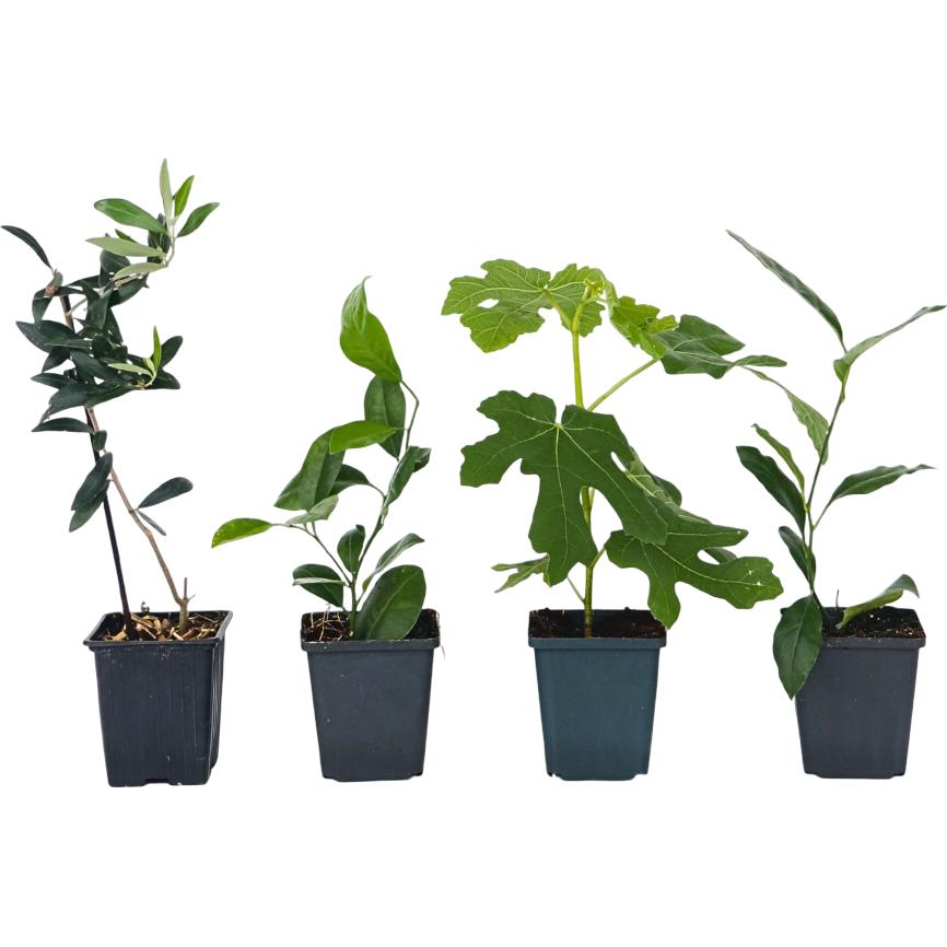 Plant in a Box, Pflanzen, Citrus calamondin, citrus limon, ficus carica, olea - 4er Set Mediterranen Obstbäumen (25 cm)