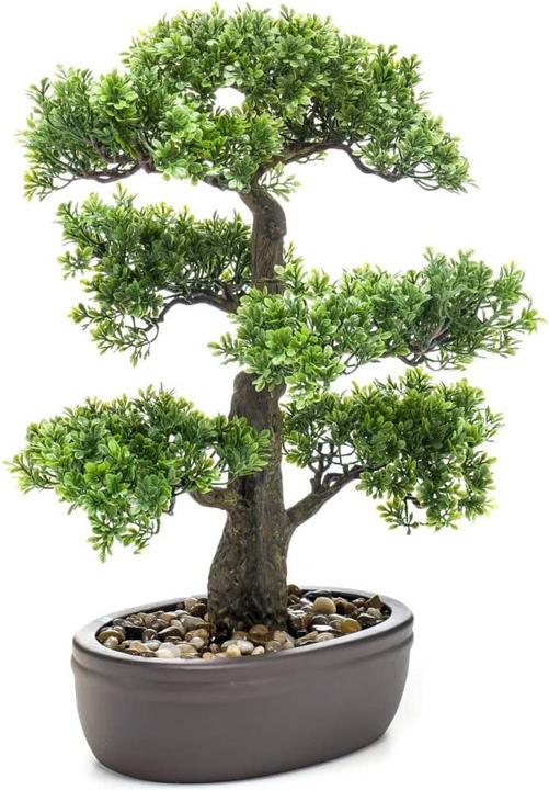 Emerald Mini Ficus-Bonsai (43 cm)