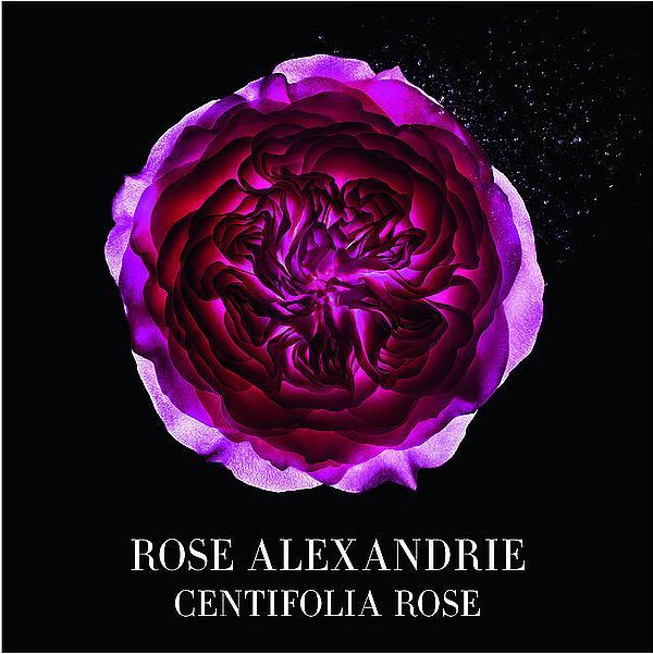 Actual product image Giorgio Armani Privé Rose d'Alexandrie Reno (Eau de toilette, 100 ml)