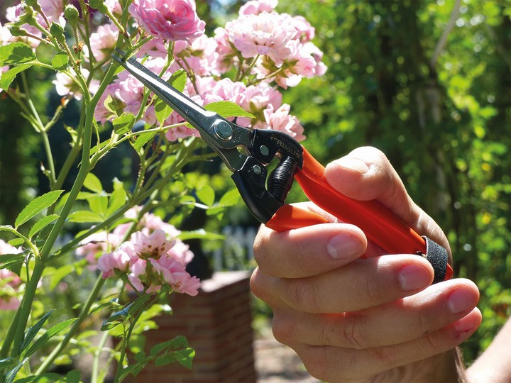 Produktbild Garten Primus Wunderschere
