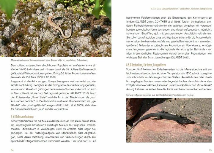 Produktbild Heimische Eidechsen im Freiland und Terrarium (Deutsch, Werner Lantermann, Yvonne Lantermann, 2017)