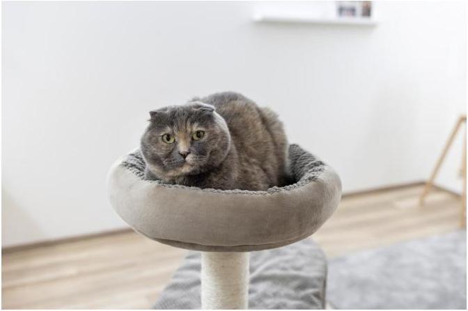 Actual product image Kerbl Scratching post Giselle (117 cm, Taupe)