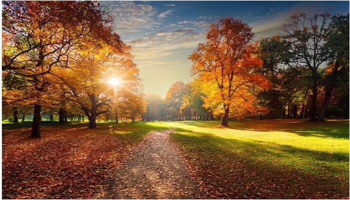 Actual product image Wandbild24.ch Wandbild schöner Baum 7 (80 x 45 cm)