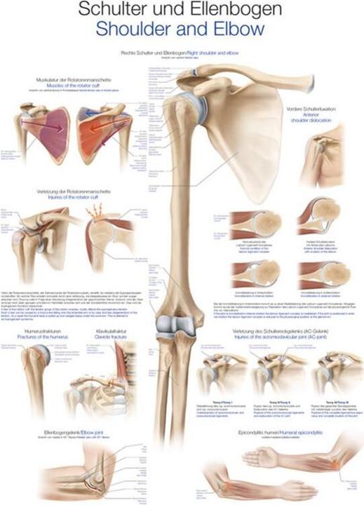 Immagine prodotto Erler Zimmer Tavola didattica per spalla e gomito, 70x100cm